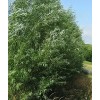 CZ Grain (One) Fastest Growing Tree in The World -Ready