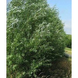 CZ Grain (One) Fastest Growing Tree in The World -Ready to Plant - One Live Aussie Hybrid