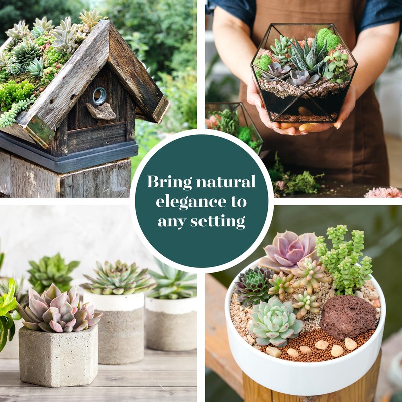 Shop Succulents Assorted Succulent Plant Pack Bulk Collection - Live