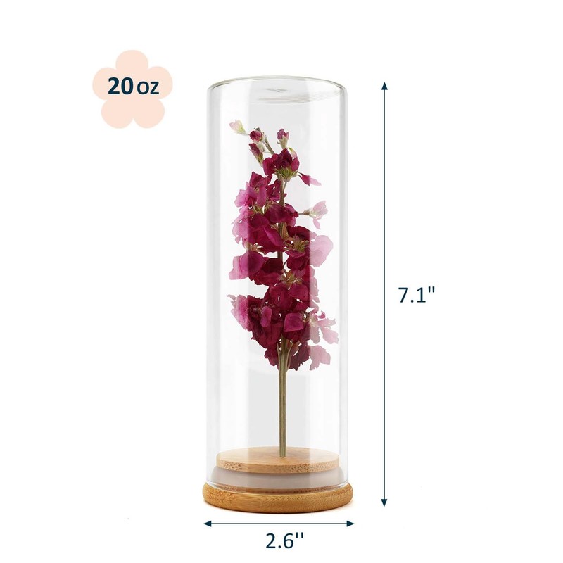 wisedry Decorative Glass Jar Display Case with Bamboo Base for