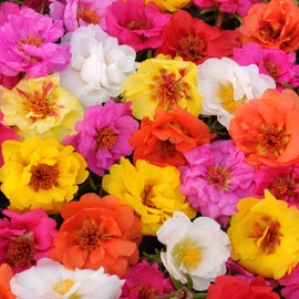 Portulaca Seeds Moss Rose Succulent Heat & Drought Tolerant Attracts Bees & Butterflies Ground Cover Hanging Baskets Outdoor 20Pcs Mixed Colors Flower Seeds by YEGAOL Garden