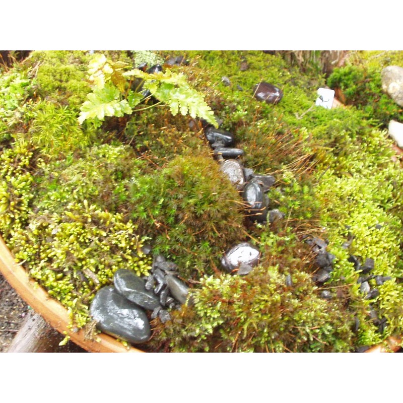 Live Sheet Moss Starter Kit