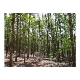 Gmelina arborea 10 Seeds Tropical Snapdragon Tree White Teak Zone 9+ Each Seed can Produce 2 Plants Container or Standard