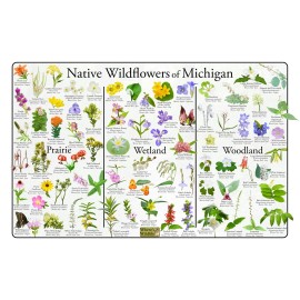 Native Wildflowers of Michigan Flower Identification Poster / Native Plant Guide - 12" x 18"