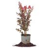 Black Diamond Best RED Crape Myrtle - Size: 3 Gallon,