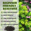 Bupleurum Seeds Pack - Beautiful Garden Flowers Seeds