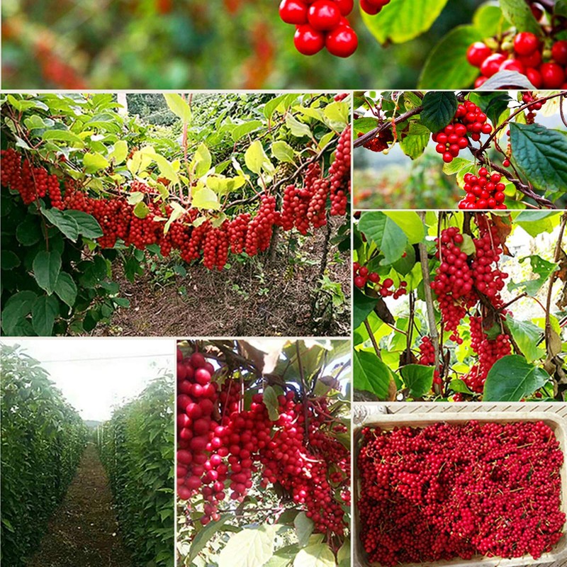 250g Schisandra Berries Herbal Tea Organic Herbal Tea China special