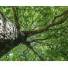Tree Silver Maple Tree - 12-18" Tall - Live Plant