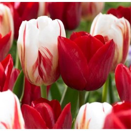 Holiday Mix Tulip Bulbs for Planting - Easy to Grow (10 Bulbs)