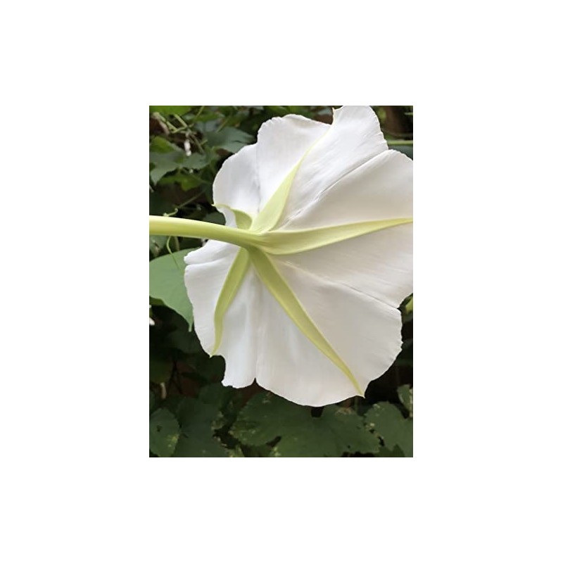Moon Flower Seeds (Ipomoea alba) 20 Seeds (10 Grams)