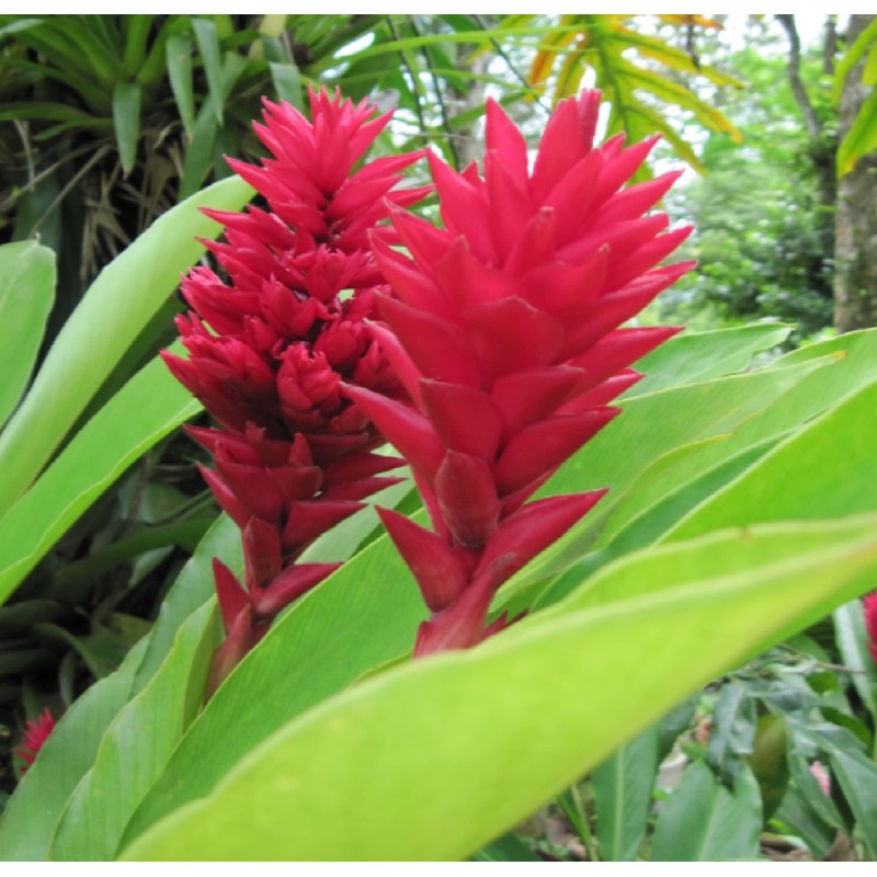 Hawaiian Red Ginger Plant Root ~ Grow Hawaii