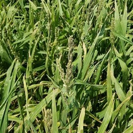 TnT Seed Company Japanese Millet Seed, Food Plot Seed, 1/5 Acre, Can Be Flooded for Waterfowl, Offers A Food Source for Wildlife, Ducks, Deer, Pheasants, Quail, Doves, Rapid Fast Growth