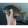 Small Fry White Blue