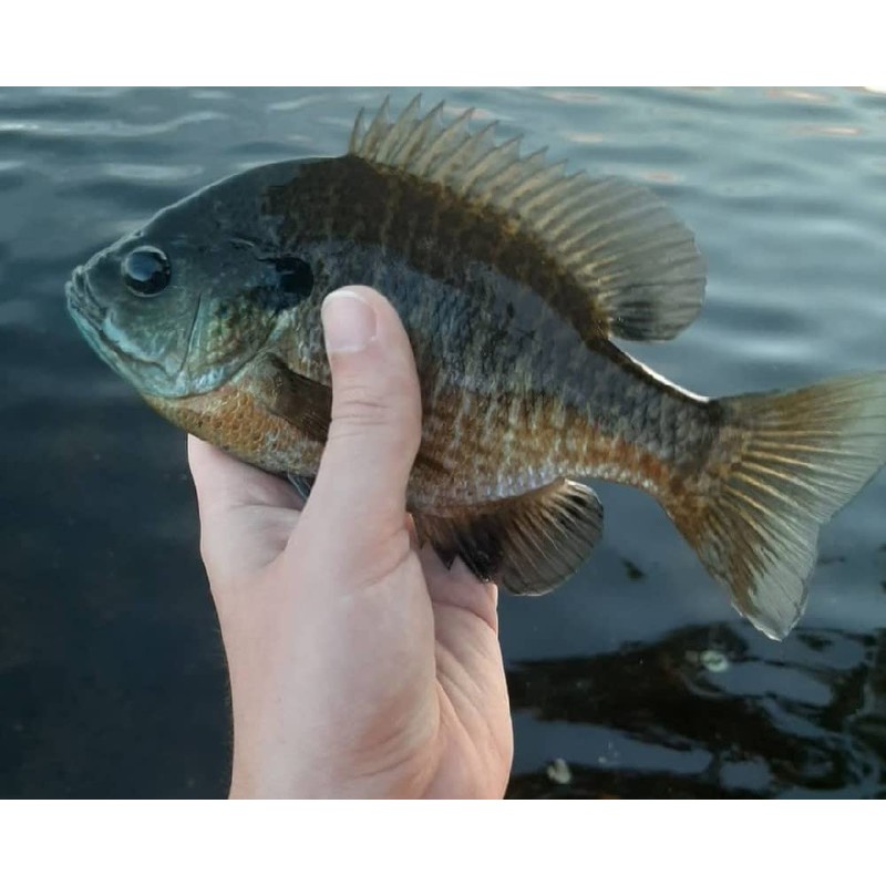 Small Fry White Blue