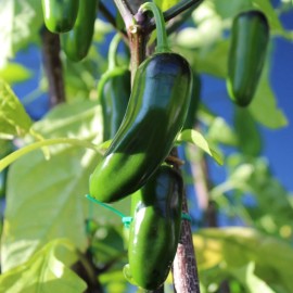 Richie’s Growth Market Jalapeno Pepper Seeds, Spicy Chili, Perfect for Salsa, Non-GMO, Free Shipping - 50 Seeds