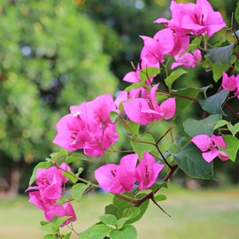 YEGAOL Garden 105Pcs Pink Bougainvillea Seeds Perennial Shrub Non-GMO Showy Evergreen Deer Resistant Drought Salt Tolerant Attract Birds Hummingbirds Beds Borders Ground Covers Patio Containers