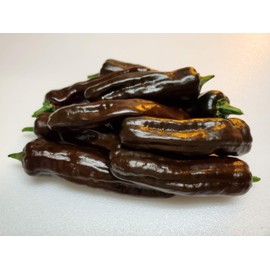 Pasilla Oaxaca Pepper 10+ Seeds