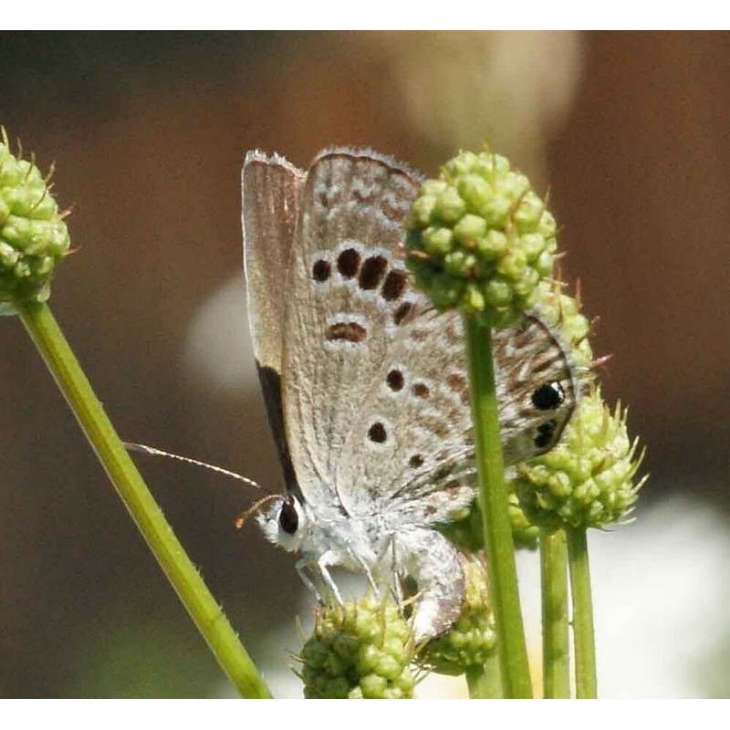 250 Illinois Bundleflower Seeds Mimosa Desmanthus Monarch Butterfly Host Plant