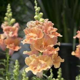Snapdragon Seeds - Twinny Peach F1 - Packet - Pink Flower Seeds, Hybrid Seed Attracts Bees, Attracts Butterflies, Attracts Hummingbirds, Easy to Grow & Maintain, Edible, Fast Growing, Border