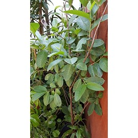9EzTropical - Tropical Guava White Flesh - 4 Feet Tall - Ship in 1 Gal Pot