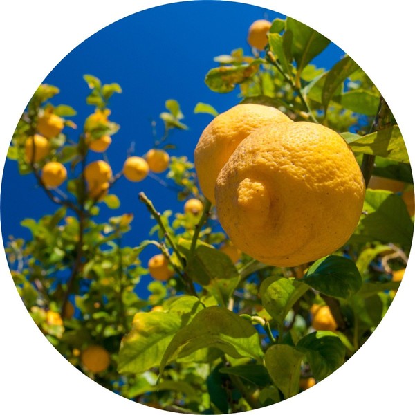 Living Libations Lemon Essential Oil, 15ml