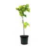 Generic Eastern Redbud Tree, Enchanted Pink Flowers, 7 gal. Nursery