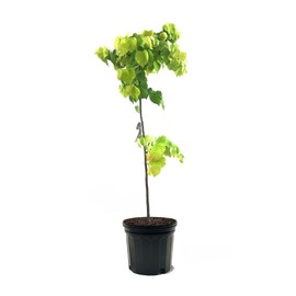 Generic Eastern Redbud Tree, Enchanted Pink Flowers, 7 gal. Nursery Pot, 3-4 ft Tall (Due to Agricultural Laws, we Cannot Ship to CA, AZ, AK, or HI), Purple, Green