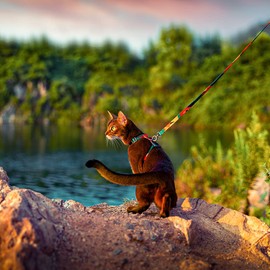 pidan Cat Harness, Double Lock, Easy, Cat Leash Harness Set, Set of 2, One Touch Adjustable, Cat Harness (A2 Colorful)