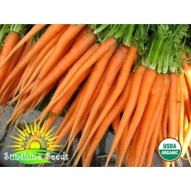 sunshine seeds Tendersweet Carrot Seeds (300) /  Organic / Florida Grown / Sweet