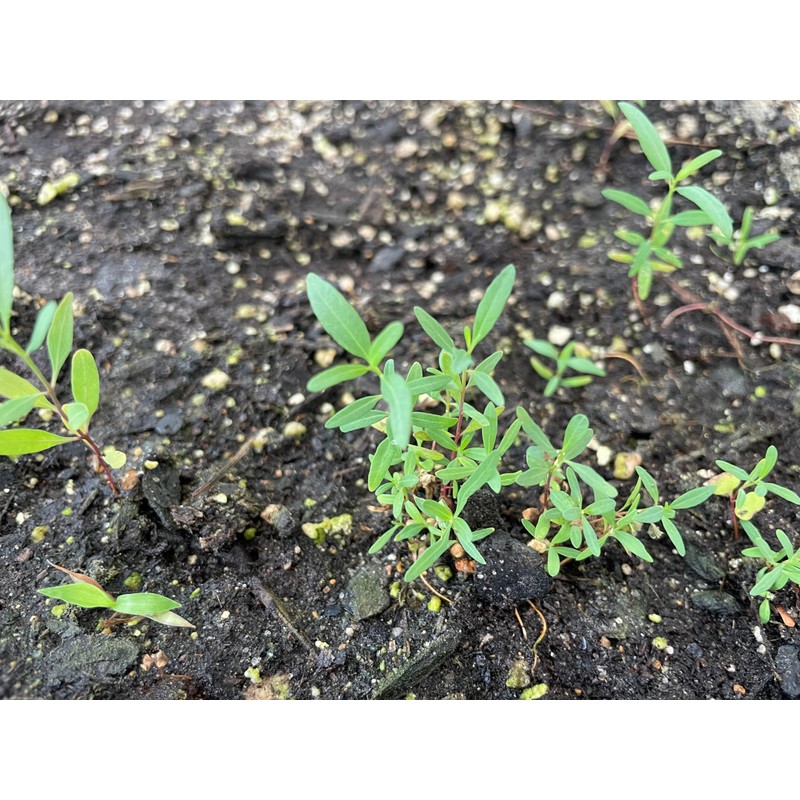 Blue Gum Eucalyptus Seeds, Eucalyptus Globulus Labill, Grown in USA,