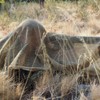 Arcturus Sniper Veil | Tactical Scarf to Camouflage Your Neck,
