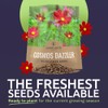 Dazzler Cosmos Wildflower Seeds - Extra Large 1 Ounce Packet