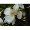 Hawaiian White Ginger Root Hedychium Coronarium J6