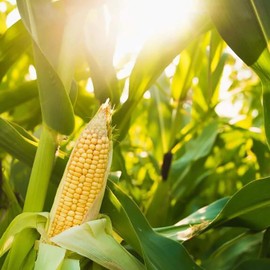 Aromatics International Vegetable Glycerin 8fl-oz