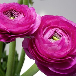 Ranunculus Bulbs Purple - Beautiful Purple Flowers - Large and Healthy Ranunculus Corms Ready to Grow in Spring or Summer Gardens - Ranunculus Bulbs from Hand Picked Nursery (20)