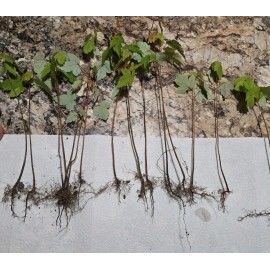 Unbranded 50 Florida Red Maple Trees 8" To 15"  Live Plant Seedlings ACER RUBRUM