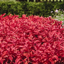 Outsidepride Coleus Wizard Sunset - 100 Seeds