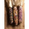 NIKA SEEDS - Vegetable Corn Montana Mix Heirloom for Salads