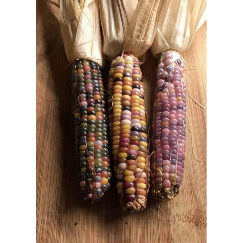 NIKA SEEDS - Vegetable Corn Montana Mix Heirloom for Salads