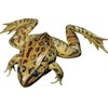 Anatomy Lab Grass Frog Specimen for Dissection, for Biology Classrooms,
