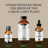 Caraway Seed Essential Oil | 4 Fl Oz | Carum