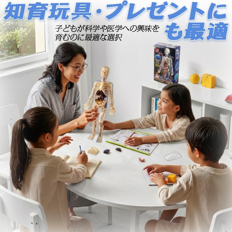 Human Body Model Toy, Full Body Transparent, Human Blood Vessel