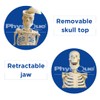 PHYSIQUE Mini Human Skeleton Model - Human Body Skeleton, Perfect