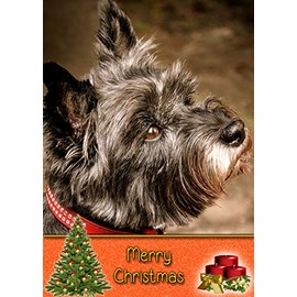 Cairn Terrier Dog Christmas Card 'Merry Christmas' - Special Animal Xmas Card for Him Her from Pets Kids