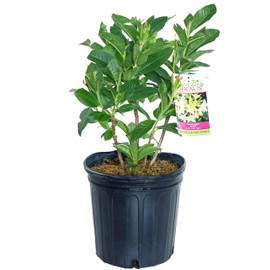 Azalea 'Lemon Lights' (Exbury hybrid) Shrub, yellow flowers, #2 - Size Container