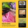 Revive a Bee Gold Bee Revival Kit A Keyring with