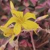 Oxalis spiralis ‘Aurea’, Amber Plum Crazy, Golden Oxalis, Amber Oxalis,