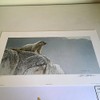 Limited Edition Print Hoary Marmot-ROBERT BATEMAN