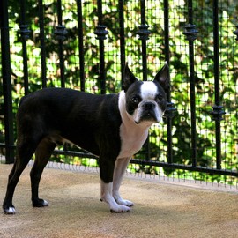 Cardinal Gates Deck Shield Pet Safety Netting 36-in. x 15-feet, Black