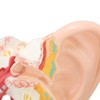 Human Ear Anatomical Model Clear Structure Simulation Inner Ear Model